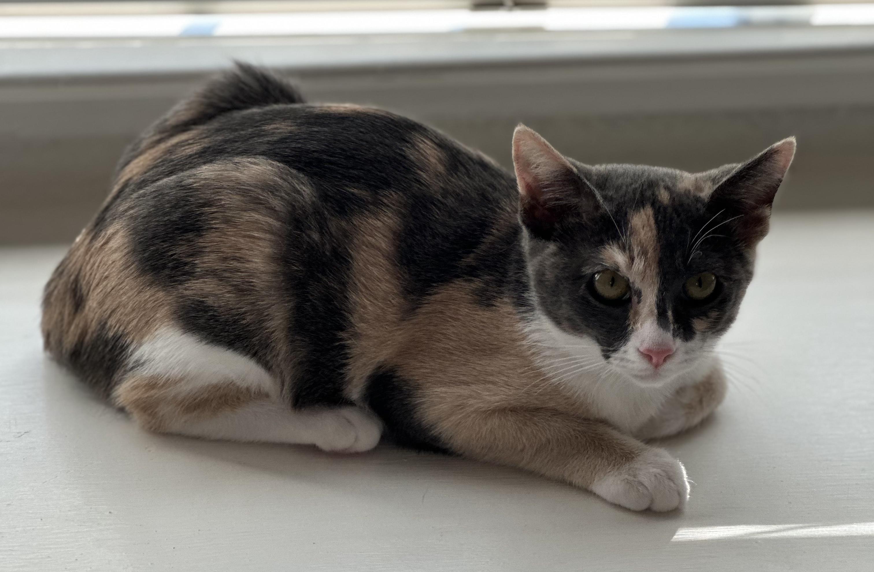 Marmalade, Adoptable, Young Female Calico.