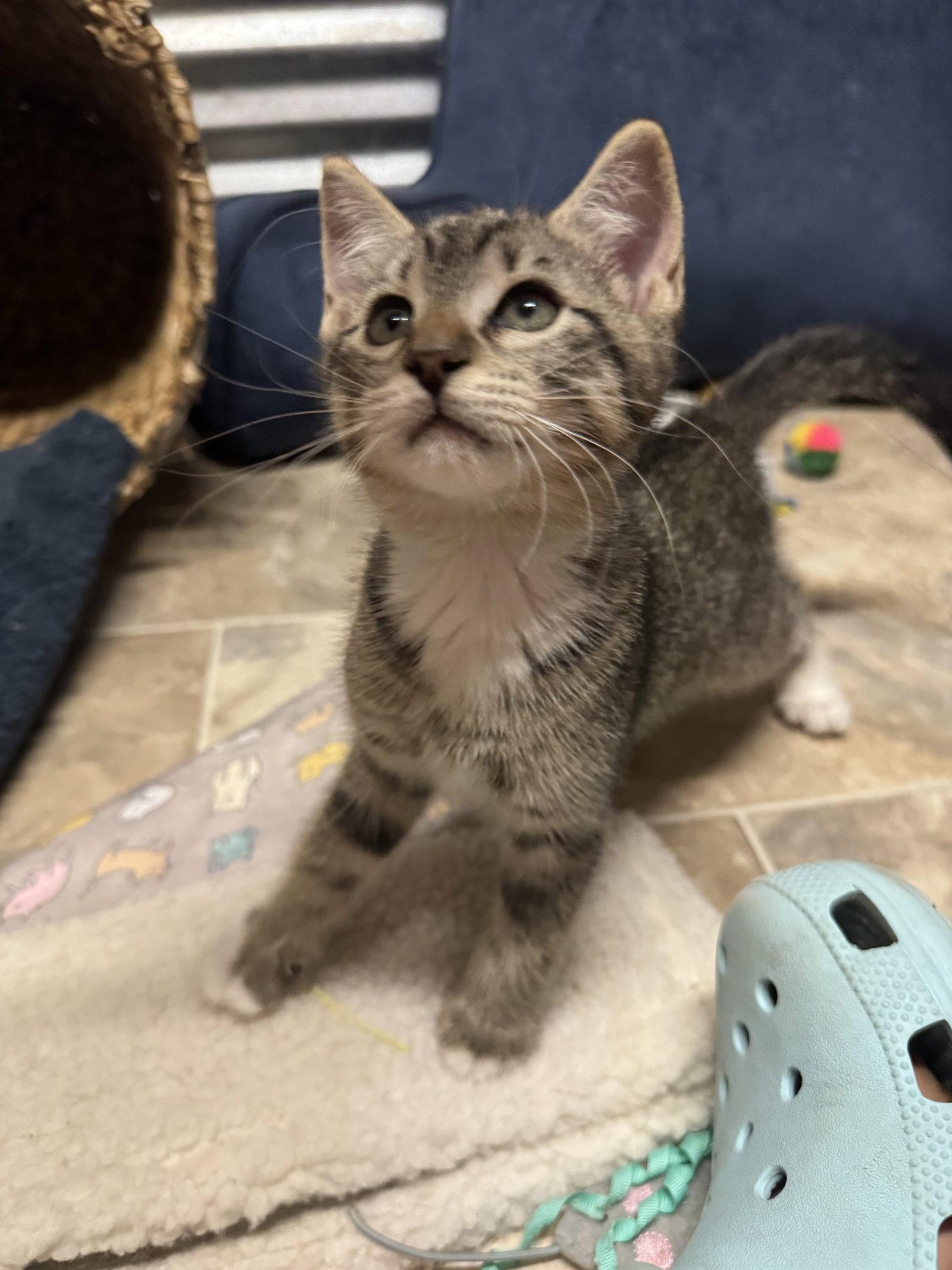 Enlarge Butch, a Adopted Domestic Short Hair in Williamsburg, NM image 1/1