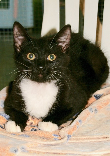 Klondike, Young Male Domestic Short Hair