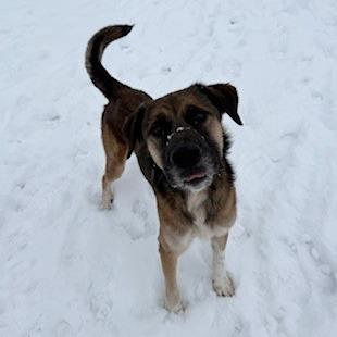 Enlarge Bjorn, a Adoptable mixed breed in Bristol, IN image 1/2