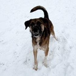 Enlarge Bjorn, a Adoptable mixed breed in Bristol, IN image 2/2