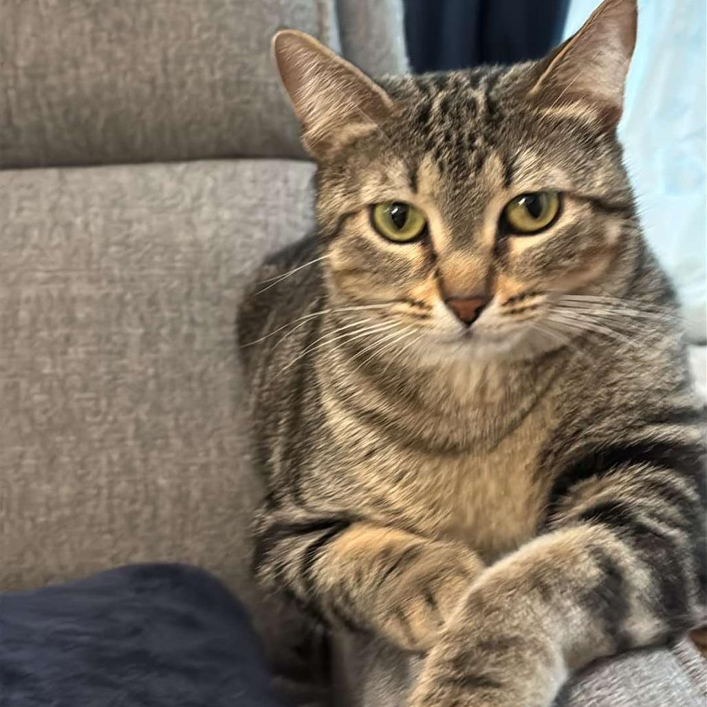 Brunhilda, Adoptable, Adult Female Domestic Short Hair.