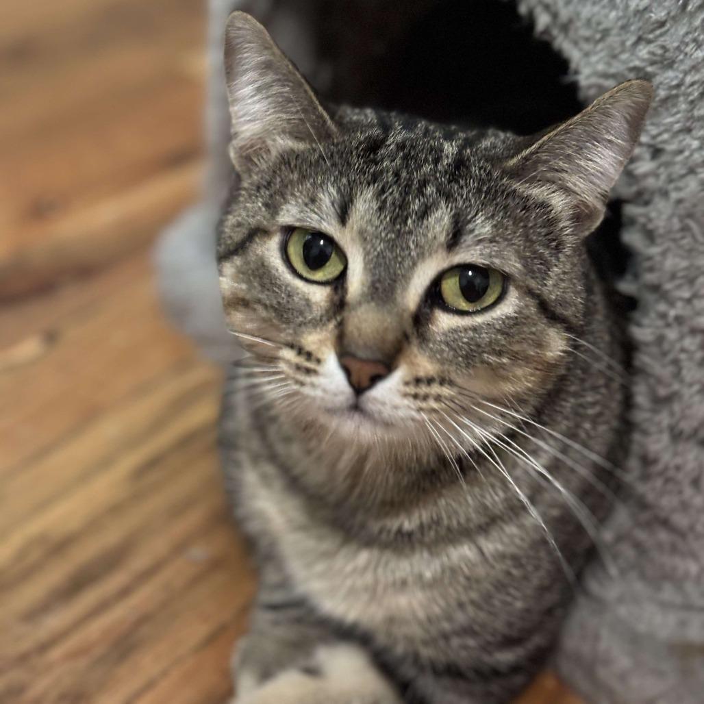 Enlarge Brunhilda, a Adoptable Domestic Short Hair in Chicago, IL image 2/6