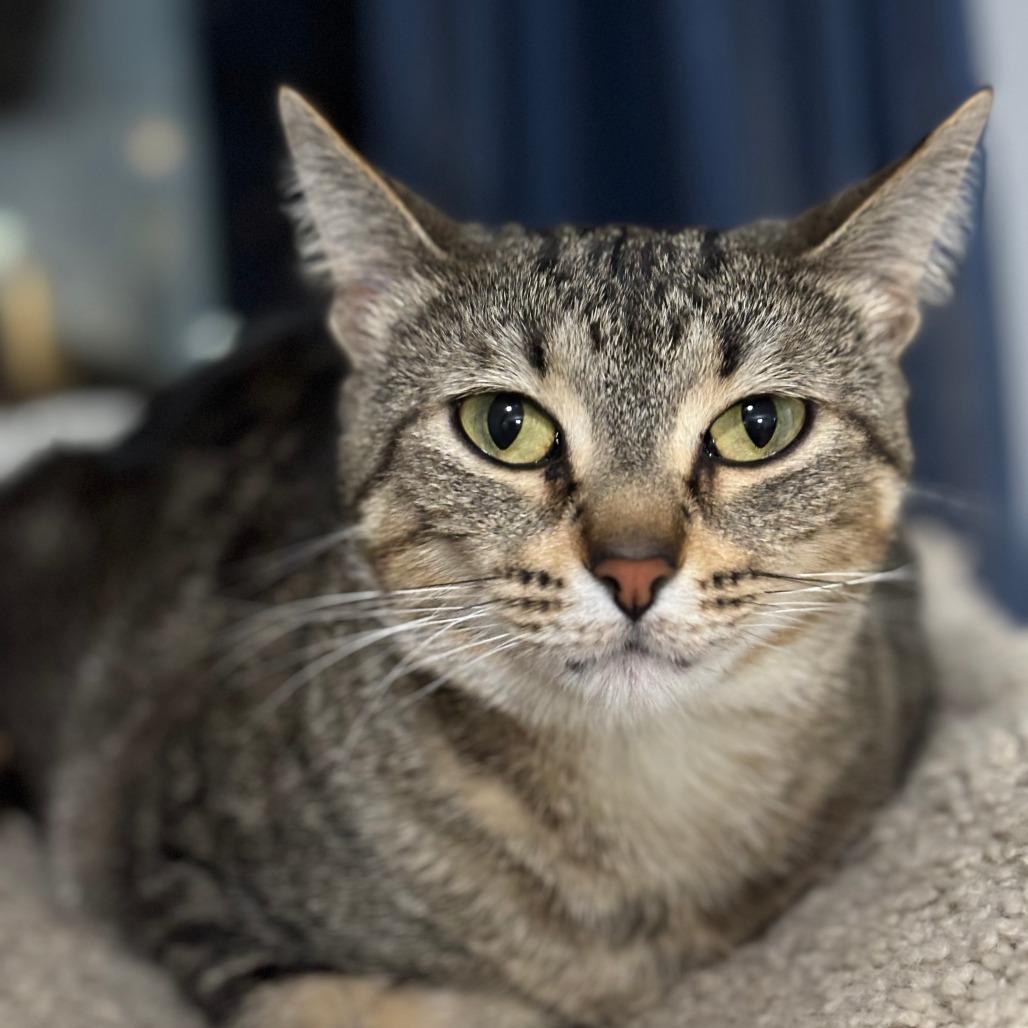 Enlarge Brunhilda, a Adoptable Domestic Short Hair in Chicago, IL image 3/6
