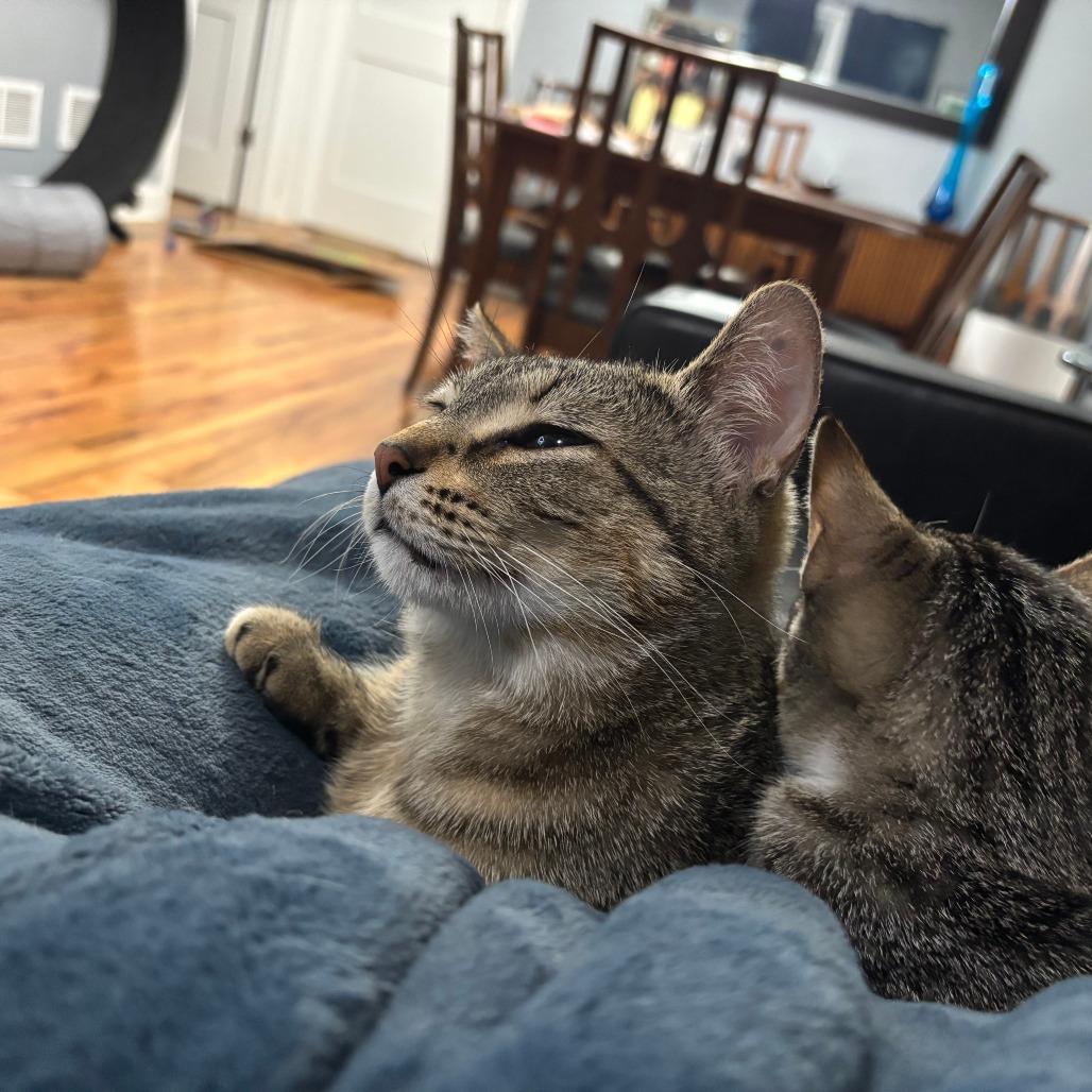 Enlarge Brunhilda, a Adoptable Domestic Short Hair in Chicago, IL image 4/6