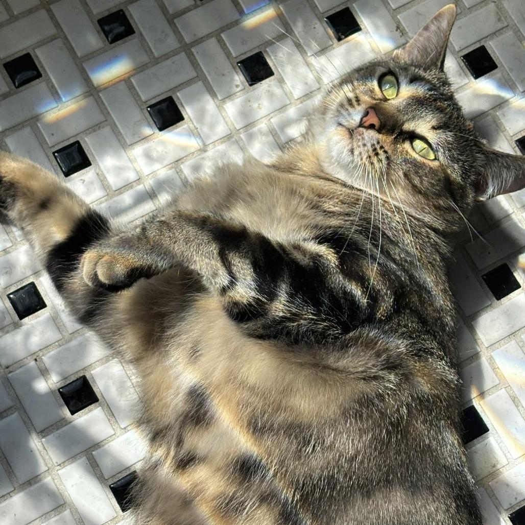 Enlarge Brunhilda, a Adoptable Domestic Short Hair in Chicago, IL image 5/6