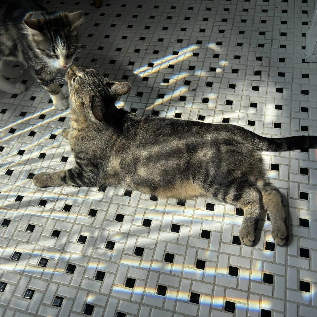 Enlarge Brunhilda, a Adoptable Domestic Short Hair in Chicago, IL image 6/6