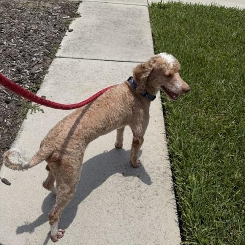 Kirby, a ADOPTABLE Bernadoodle in Sarasota, FL image 2/4