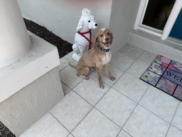 Kirby, a ADOPTABLE Bernadoodle in Sarasota, FL image 3/4