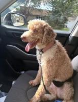 Kirby, ADOPTABLE, Young Male Bernadoodle.