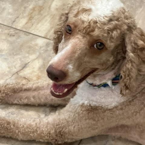 Kirby, a ADOPTABLE Bernadoodle in Sarasota, FL image 4/4
