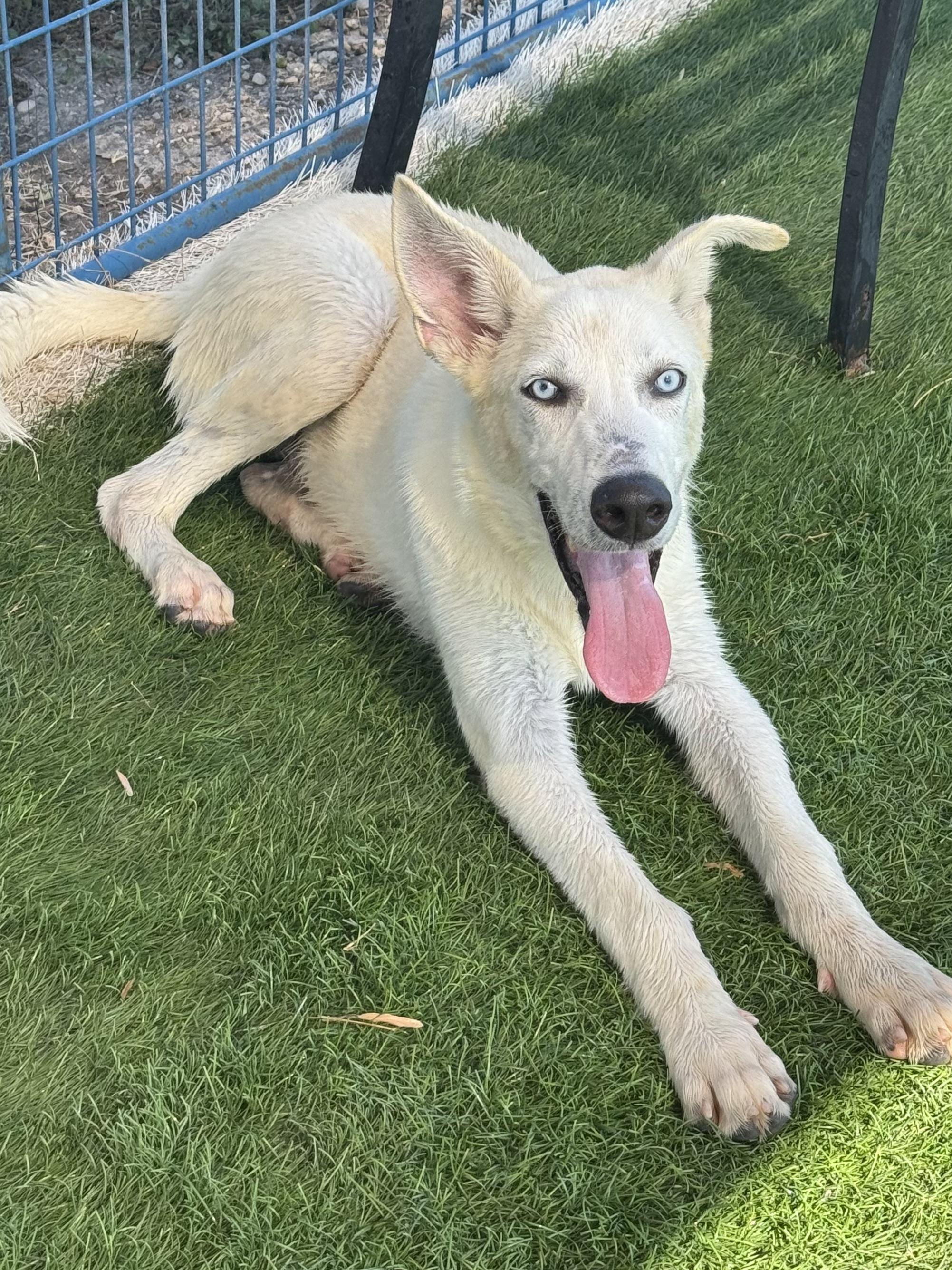 Enlarge Ghost, a Adoptable mixed breed in Bend, OR image 6/6
