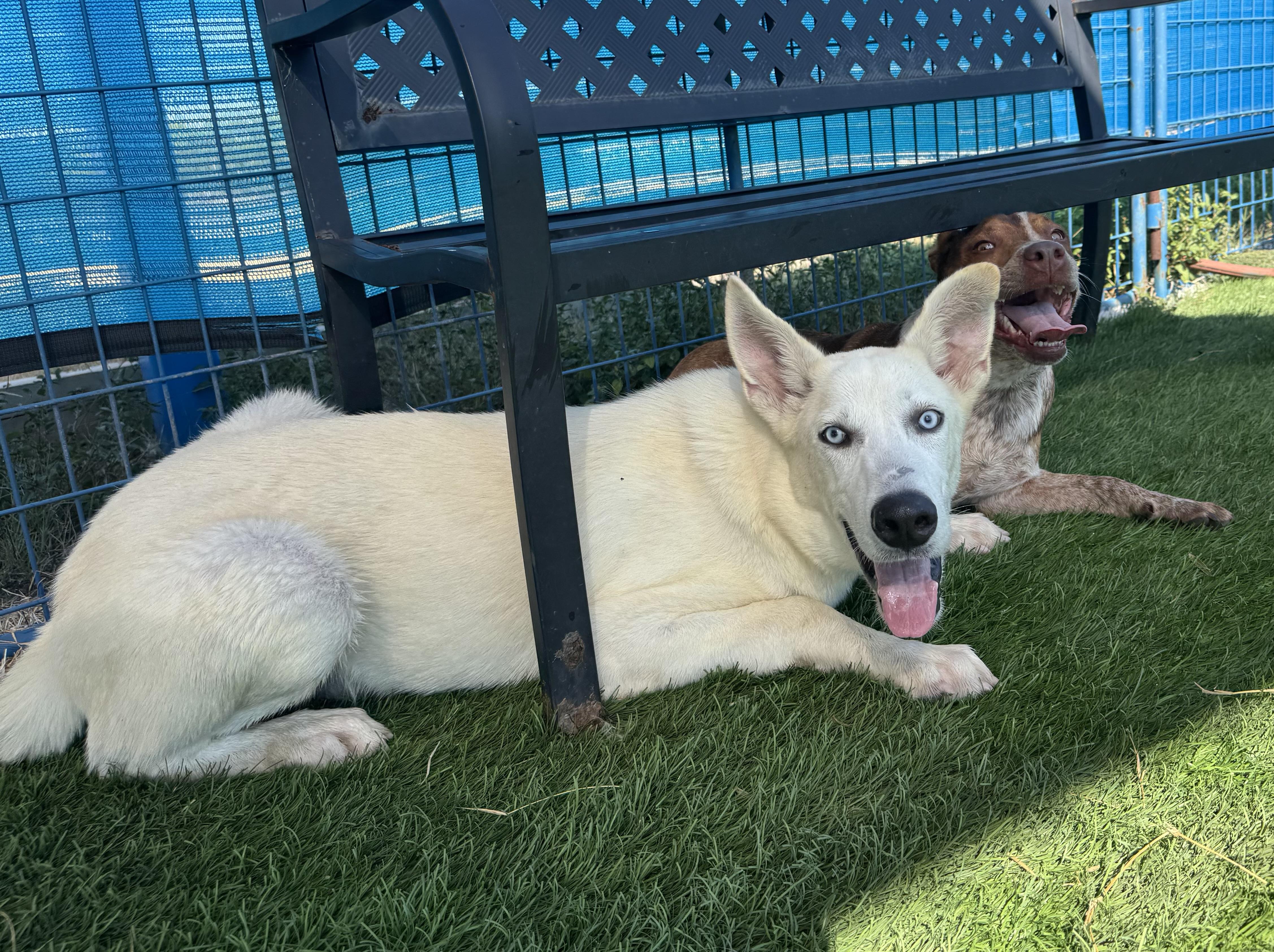 Enlarge Ghost, a Adoptable mixed breed in Bend, OR image 4/6