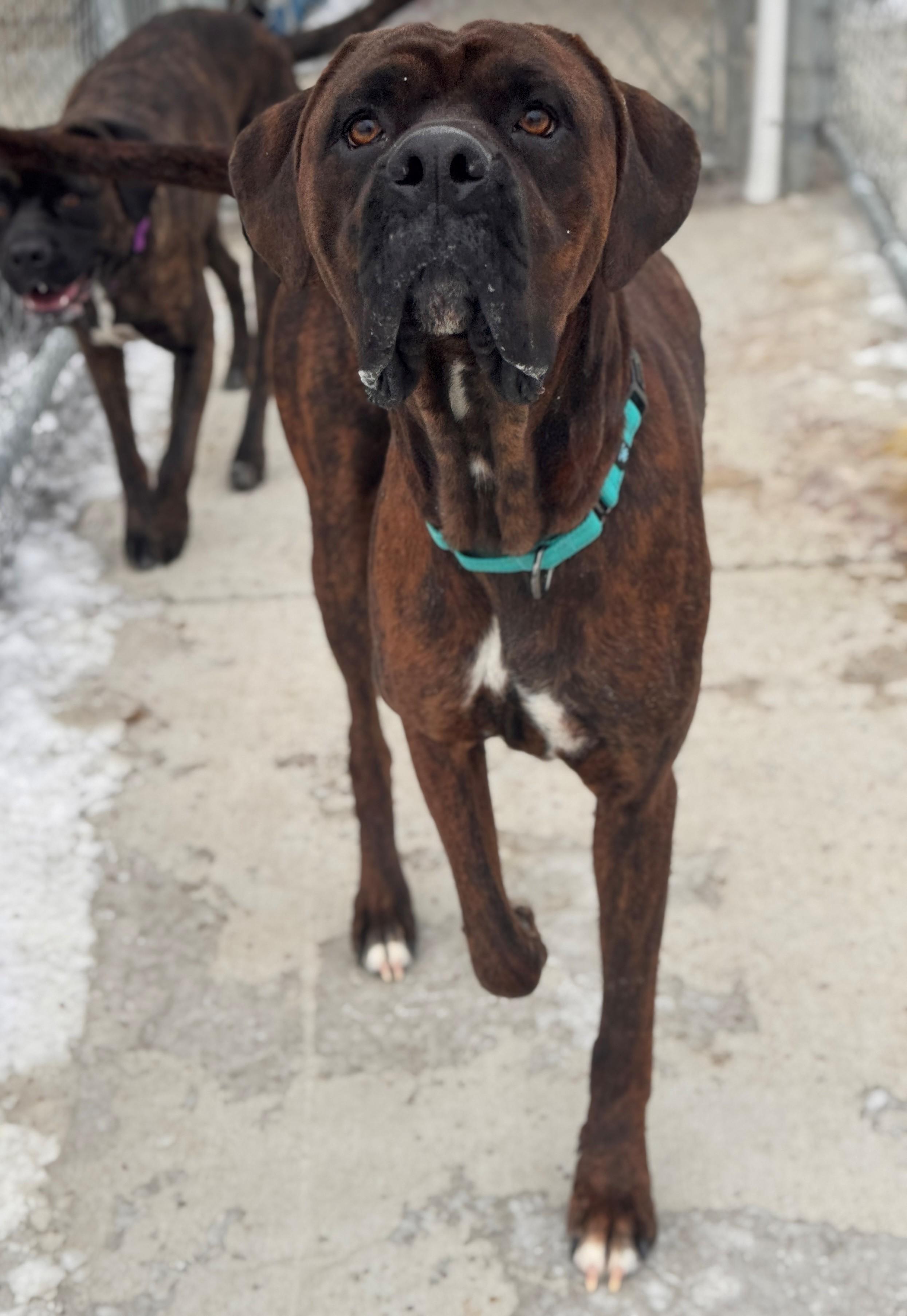 Anubis, ADOPTABLE, Adult Male Boxer & Cane Corso.