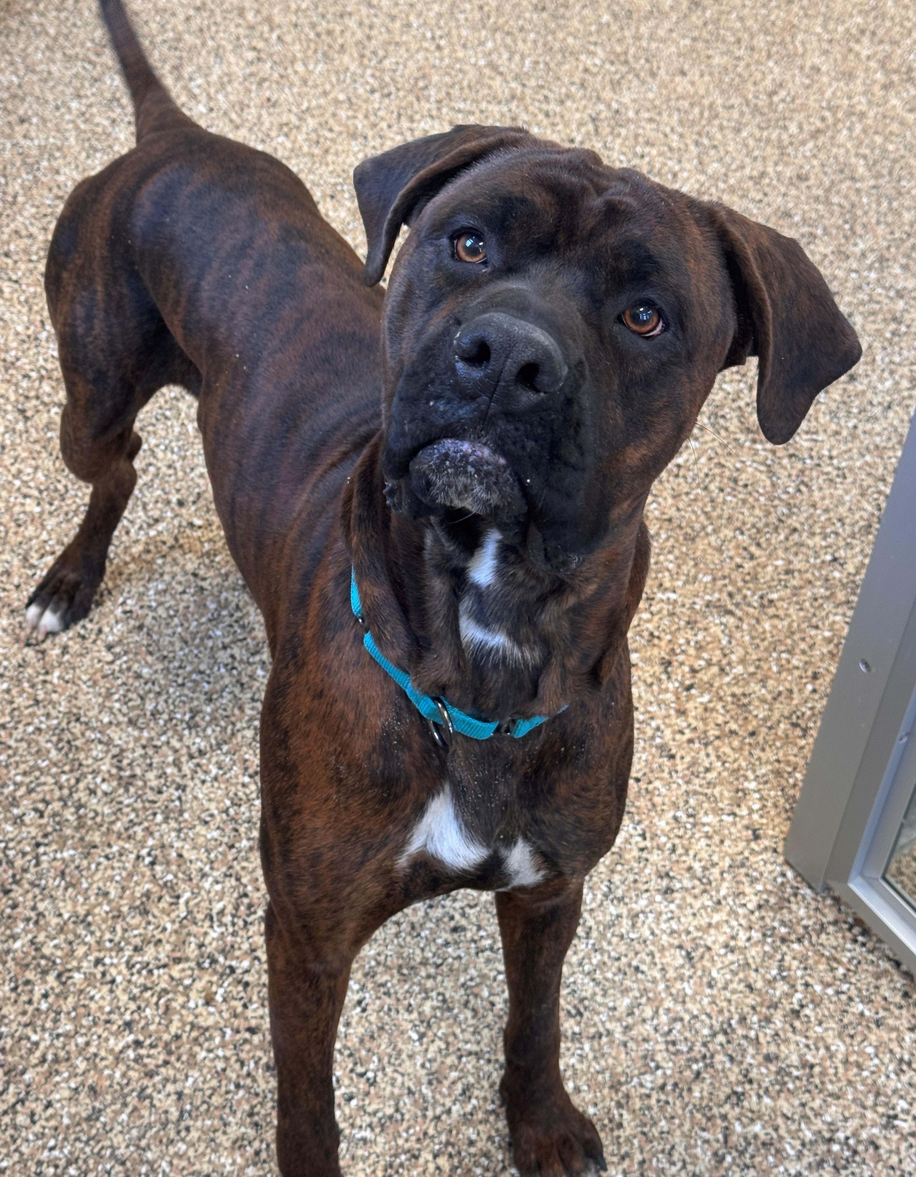 Enlarge Anubis, a ADOPTABLE mixed breed in Hackensack, MN image 3/5