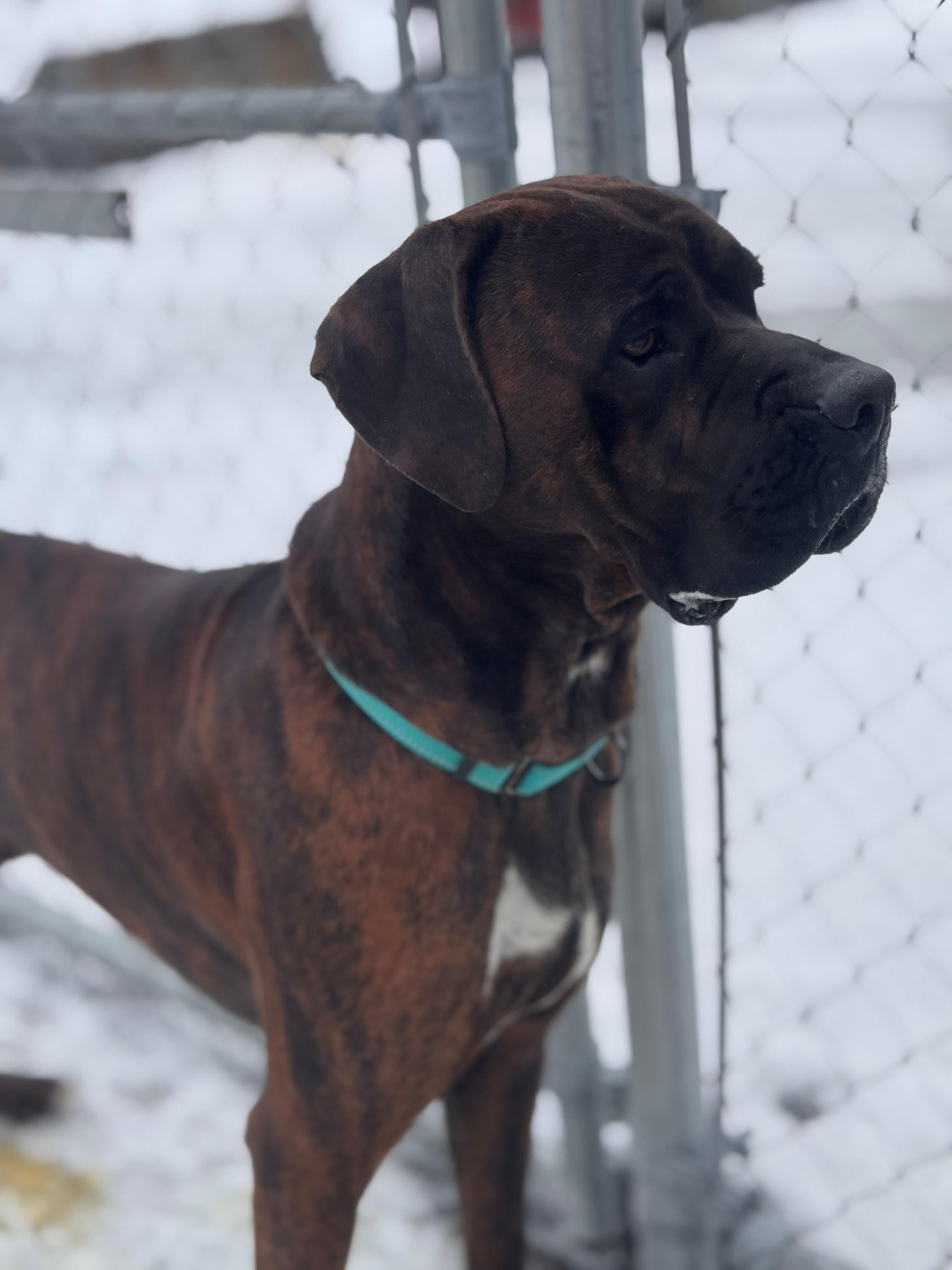 Enlarge Anubis, a ADOPTABLE mixed breed in Hackensack, MN image 2/5