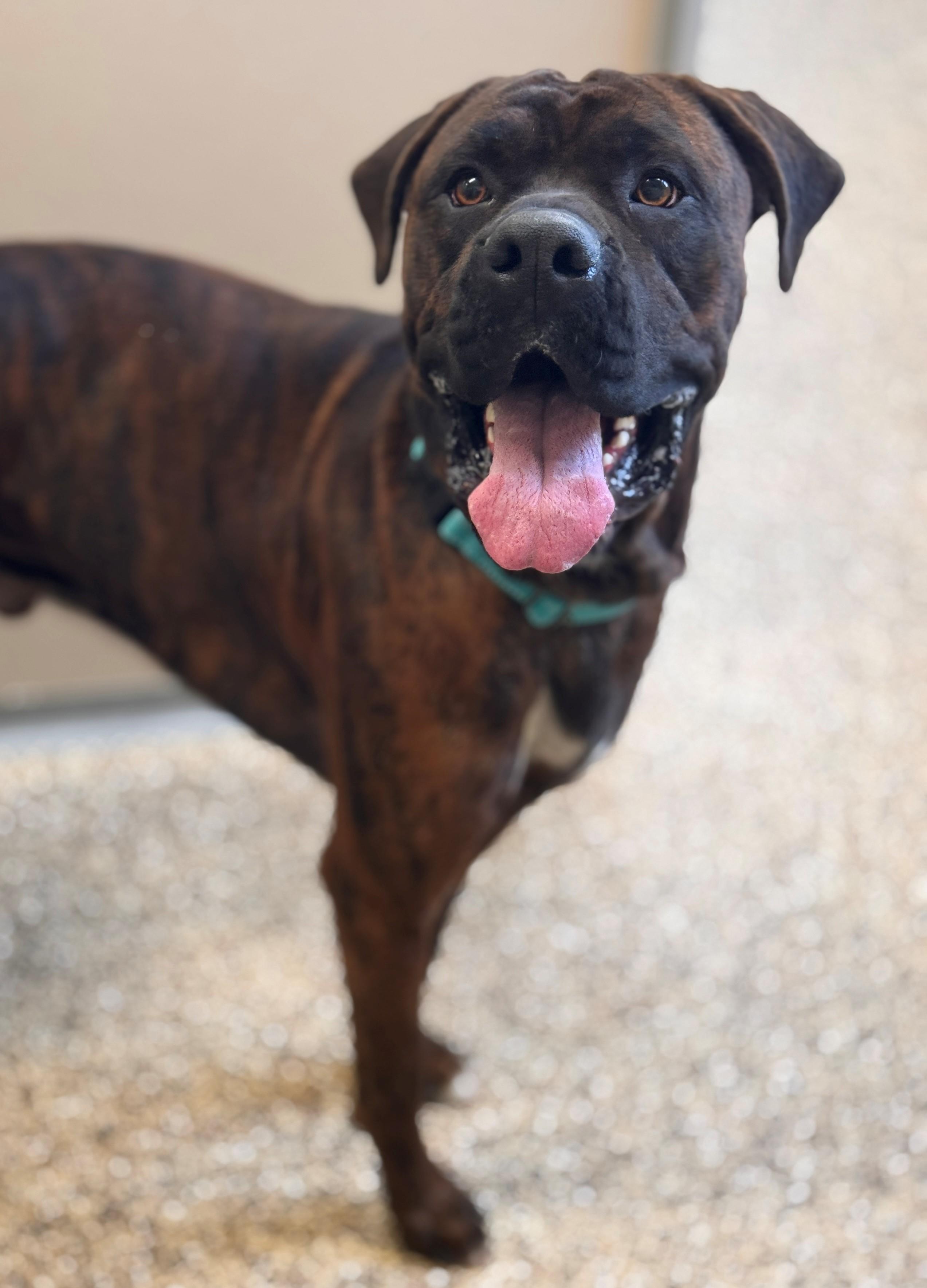 Enlarge Anubis, a ADOPTABLE mixed breed in Hackensack, MN image 5/5