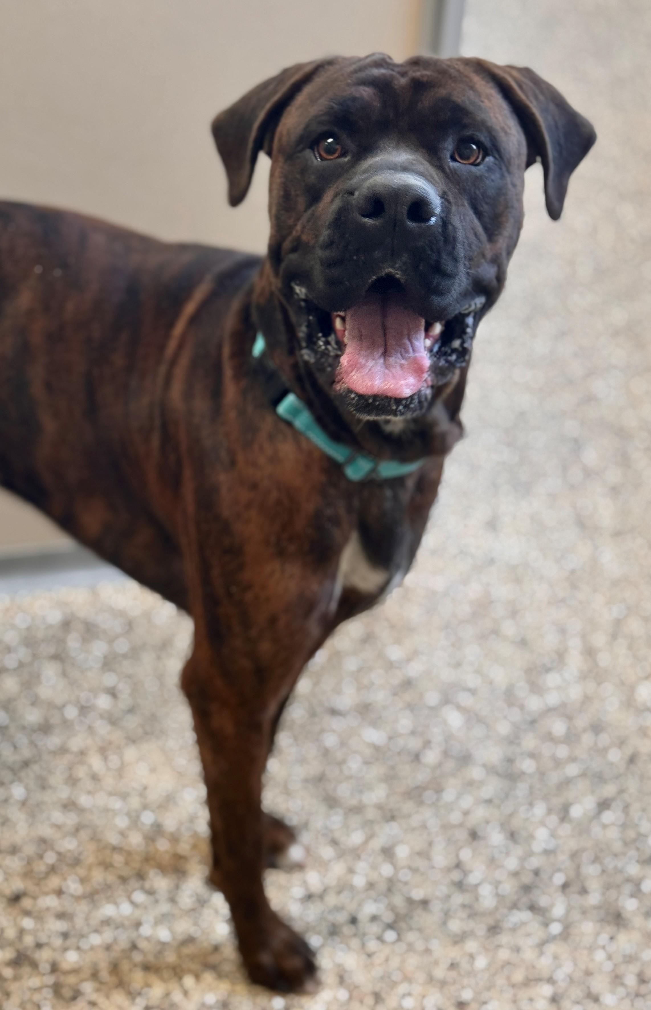 Enlarge Anubis, a ADOPTABLE mixed breed in Hackensack, MN image 4/5