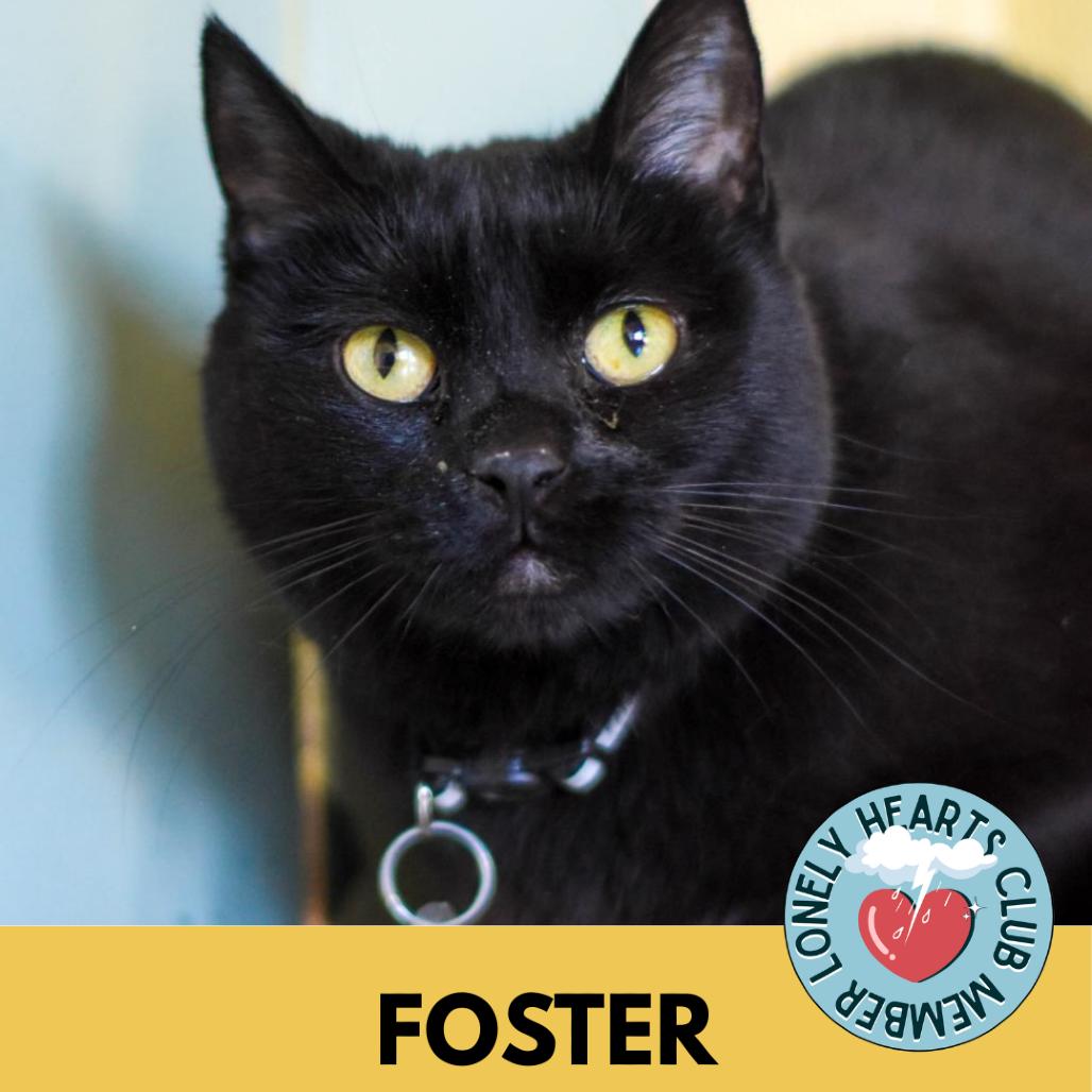 Enlarge Lady Tutt, a Adoptable Domestic Short Hair in Lakewood, CO image 1/6