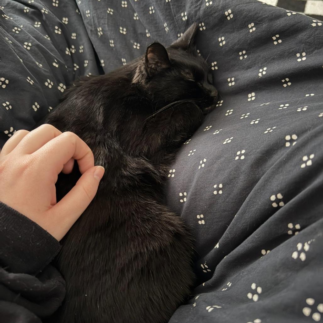 Lady Tutt, Adoptable, Senior Female Domestic Short Hair.