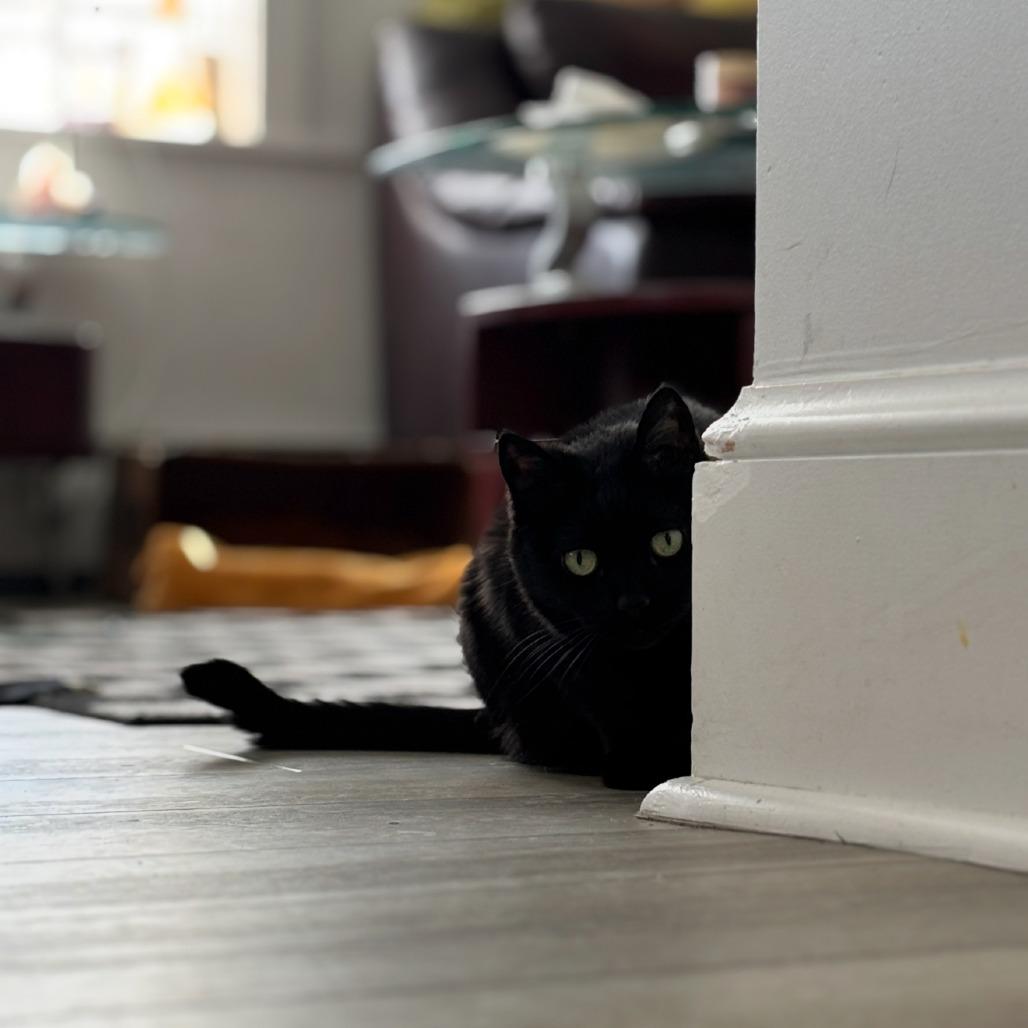 Enlarge Lady Tutt, a Adoptable Domestic Short Hair in Lakewood, CO image 2/6