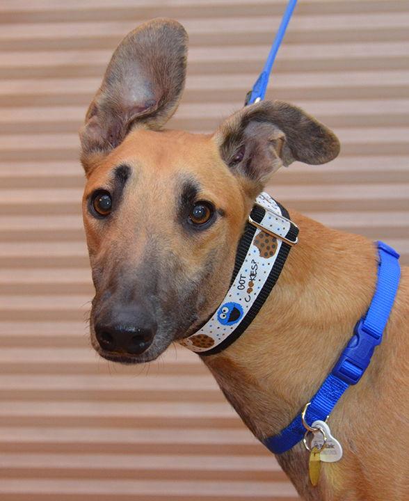 Enlarge Indy, a Adoptable Greyhound in Minneapolis, MN image 1/3