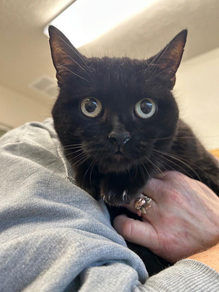 Raven, Adoptable, Adult Female Domestic Short Hair.