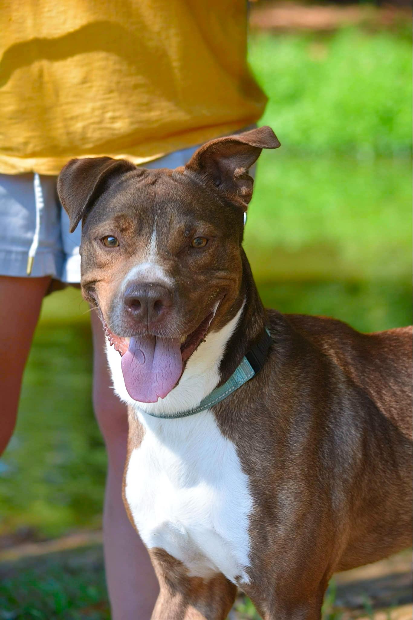 Crimson Chin, Adoptable, Young Male Pit Bull Terrier.
