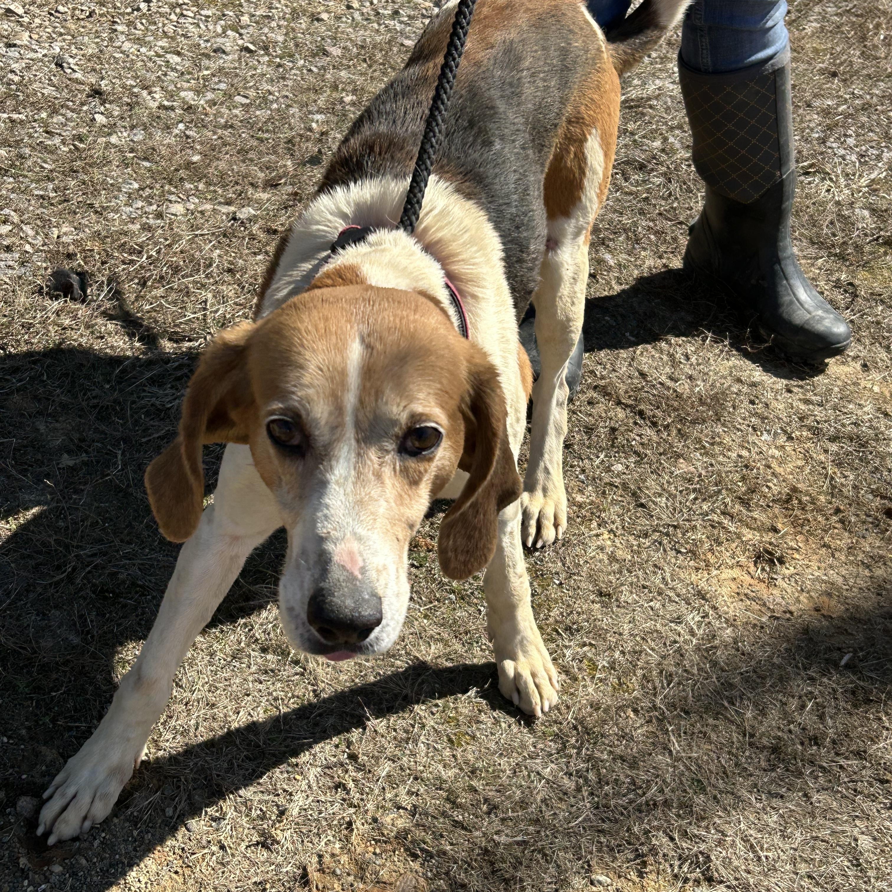 Enlarge Rocky, a Adoptable Treeing Walker Coonhound in Charles City, VA image 1/5