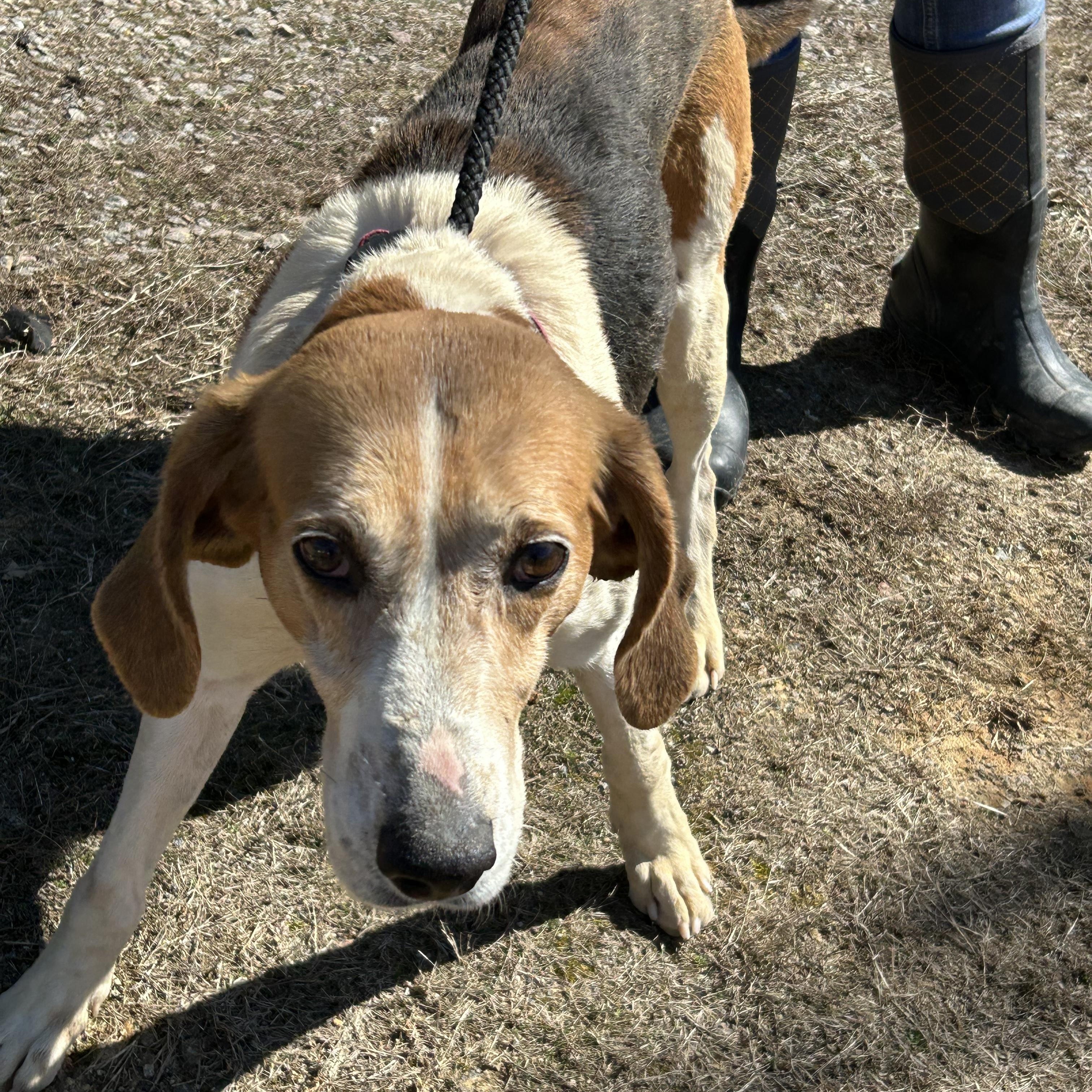 Enlarge Rocky, a Adoptable Treeing Walker Coonhound in Charles City, VA image 2/5