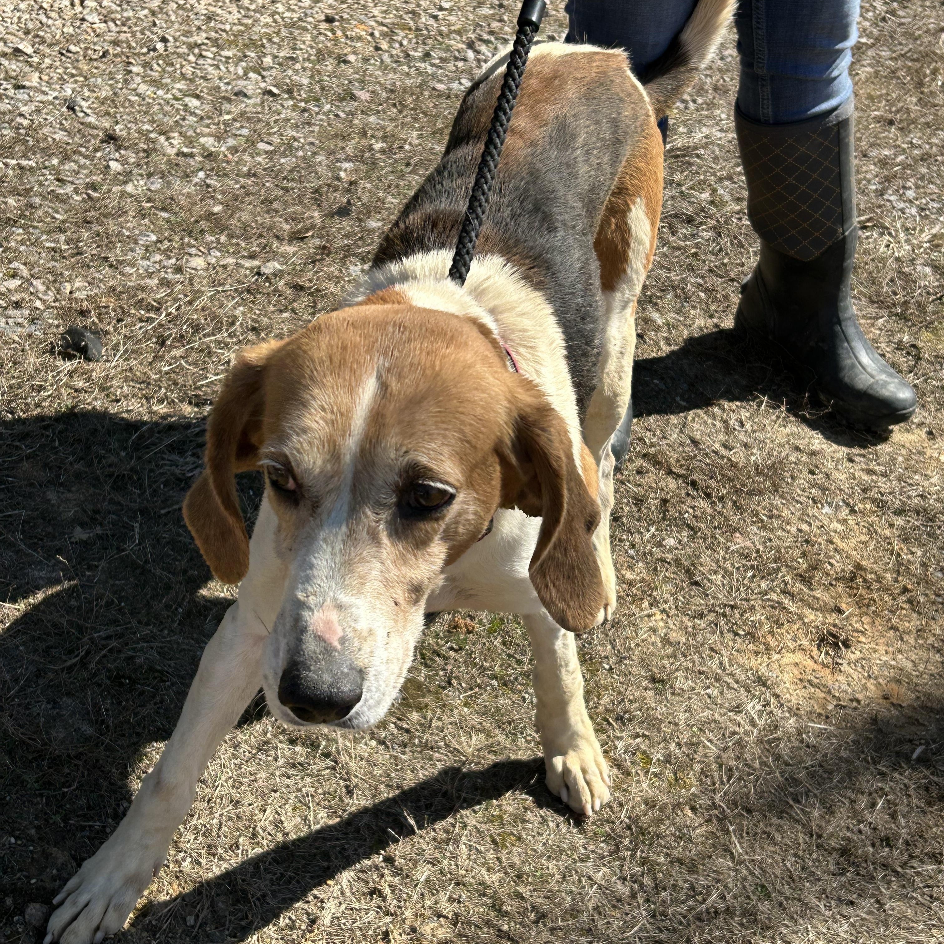 Enlarge Rocky, a Adoptable Treeing Walker Coonhound in Charles City, VA image 3/5