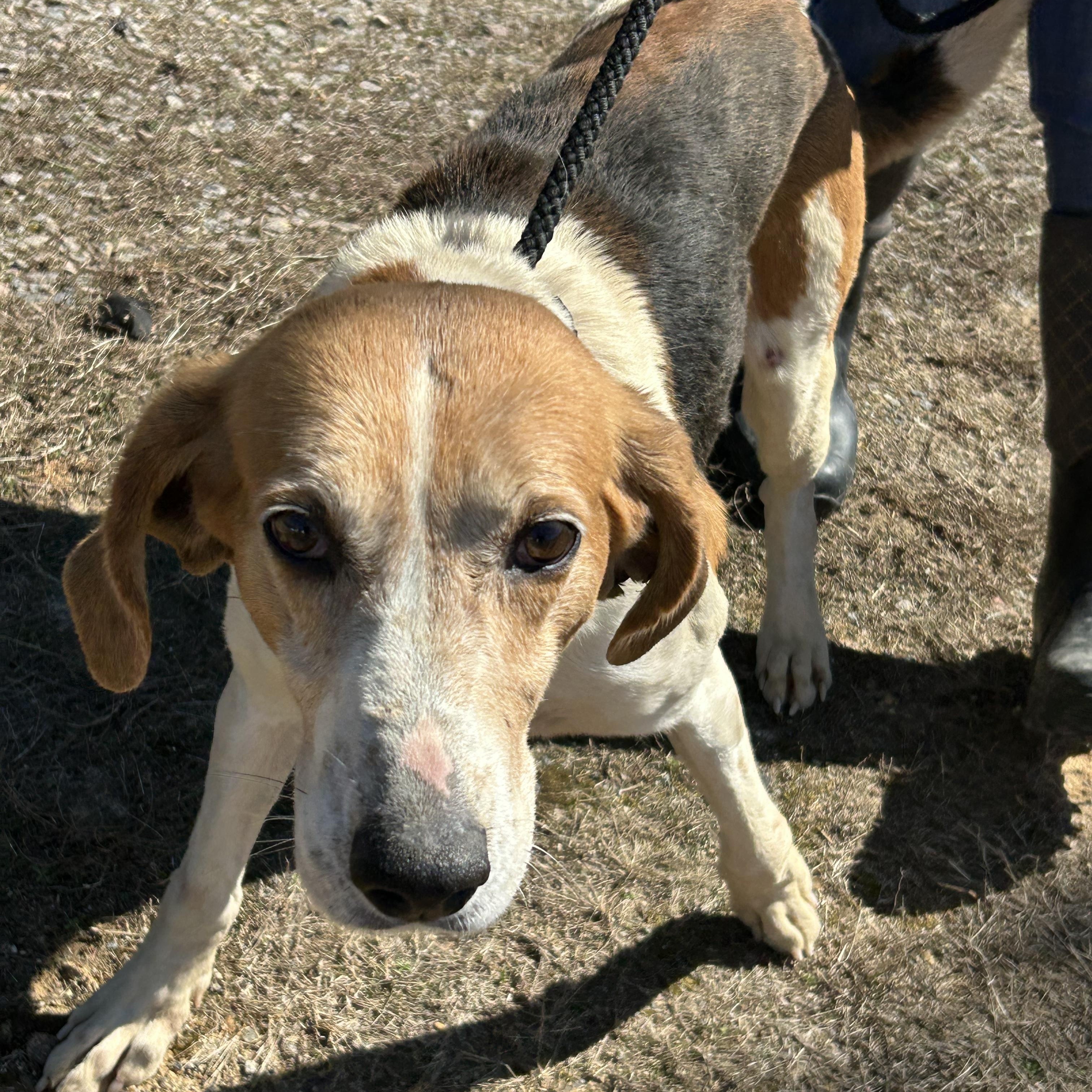 Enlarge Rocky, a Adoptable Treeing Walker Coonhound in Charles City, VA image 4/5