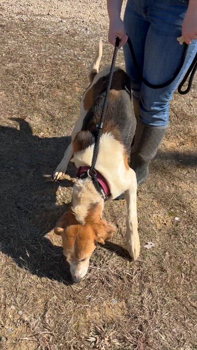 Enlarge Rocky, a Adoptable Treeing Walker Coonhound in Charles City, VA video 5/5