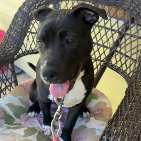 Luna, a ADOPTABLE mixed breed in Westland, MI image 2/6