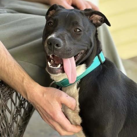 Luna, ADOPTABLE, Puppy Female Pit Bull Terrier & Labrador Retriever.