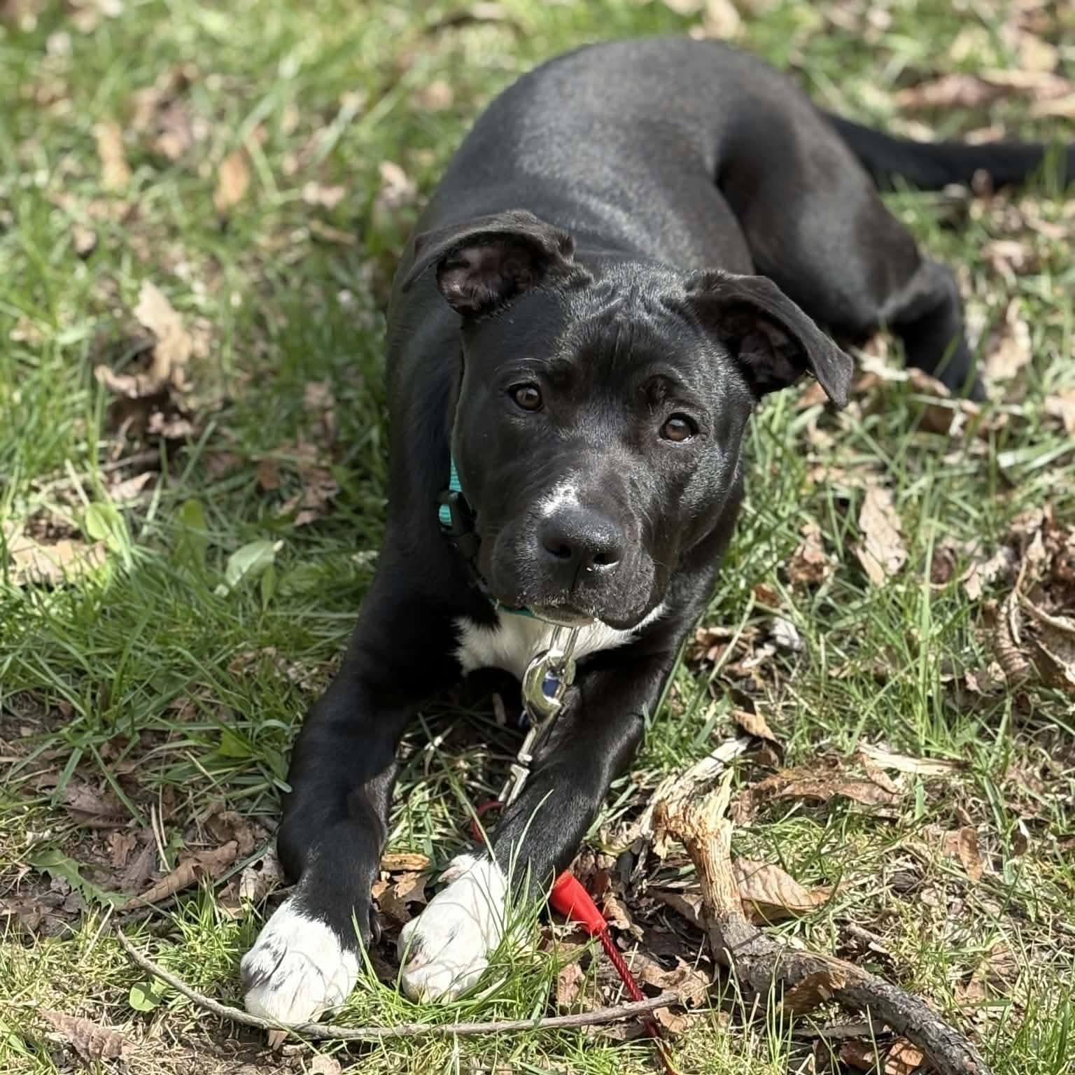Luna, a ADOPTABLE mixed breed in Westland, MI image 6/6