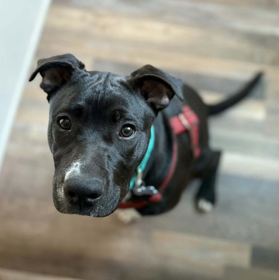 Luna, a ADOPTABLE mixed breed in Westland, MI image 5/6