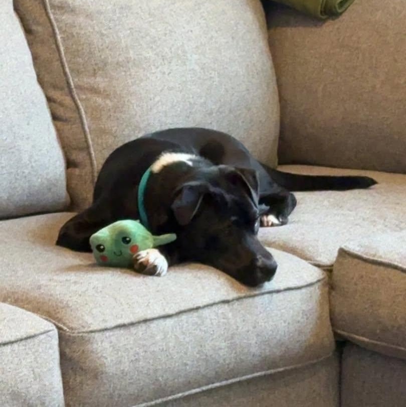Luna, a ADOPTABLE mixed breed in Westland, MI image 4/6