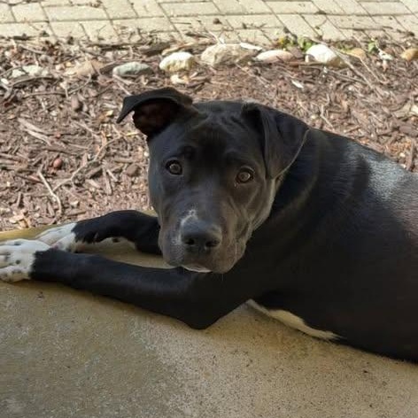 Luna, a ADOPTABLE mixed breed in Westland, MI image 3/6