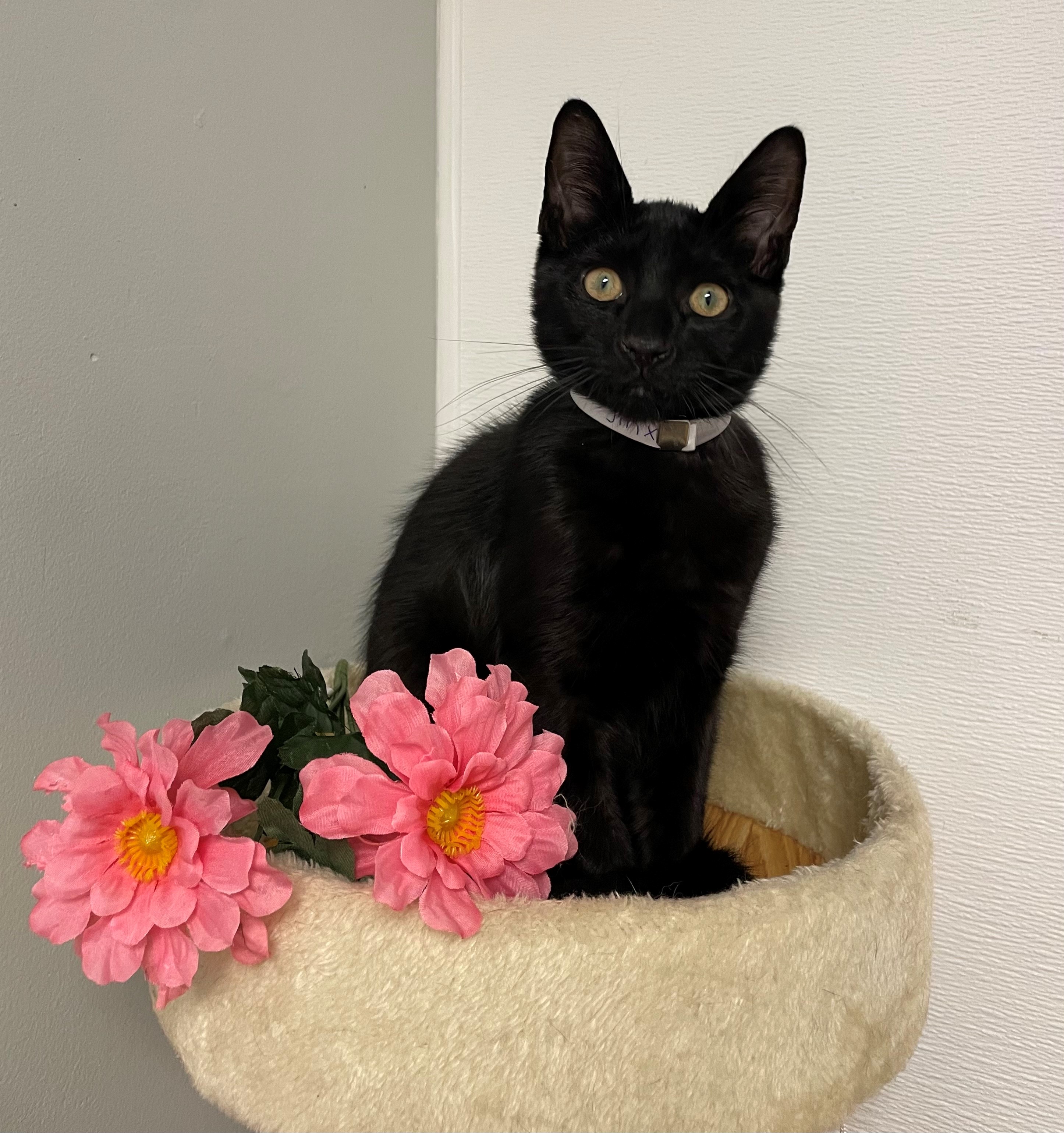 Cat for adoption Jinx, a Domestic Short Hair in Syosset, NY Petfinder