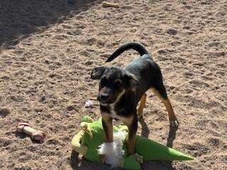 Mocha, ADOPTABLE, Puppy Female Shepherd & Husky.