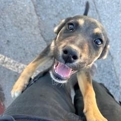 Enlarge Mocha, a ADOPTABLE mixed breed in Bernalillo, NM image 2/3