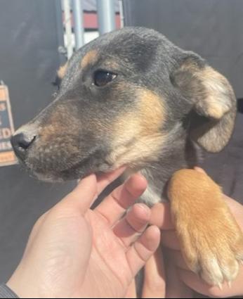 Enlarge Mocha, a ADOPTABLE mixed breed in Bernalillo, NM image 3/3