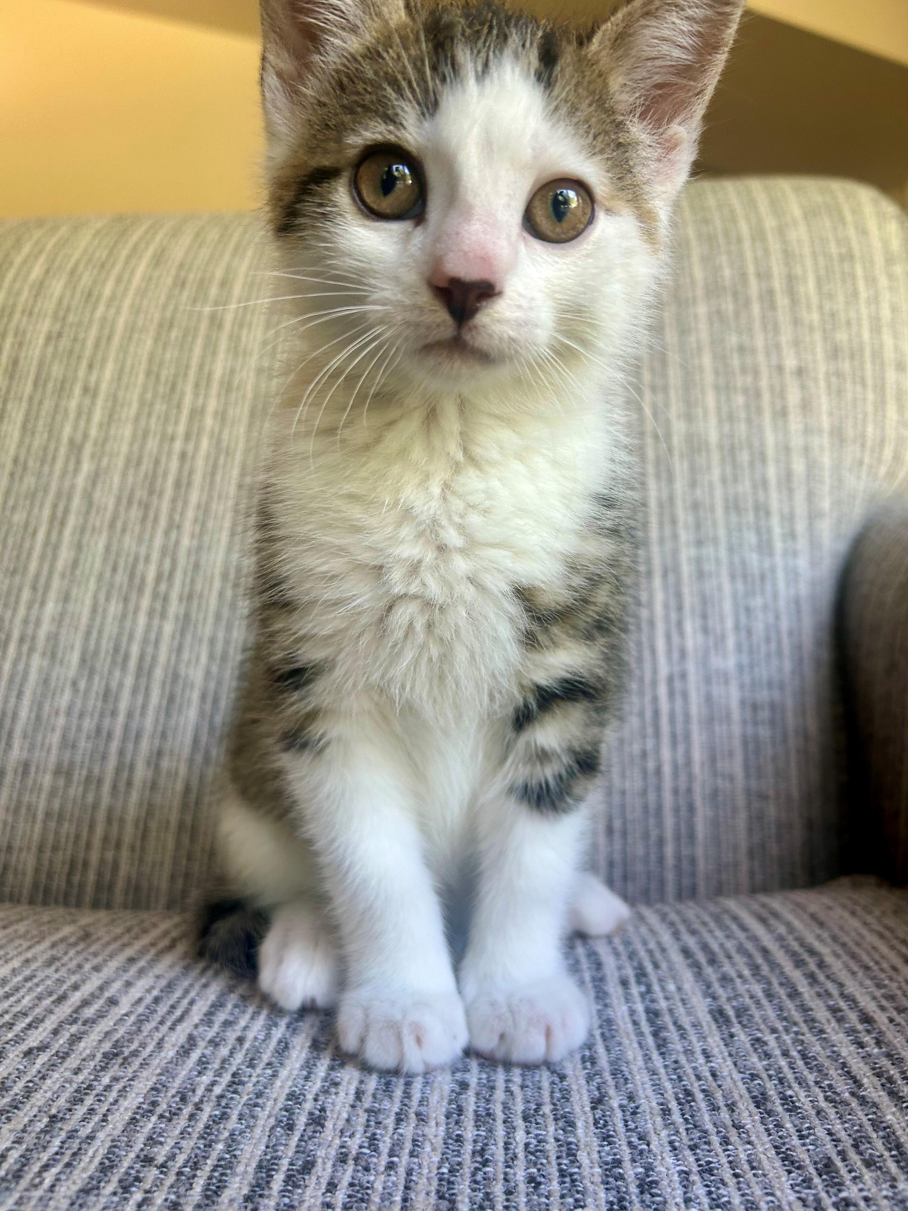 Gillette, a ADOPTABLE Domestic Short Hair in Westfield, NJ image 1/3