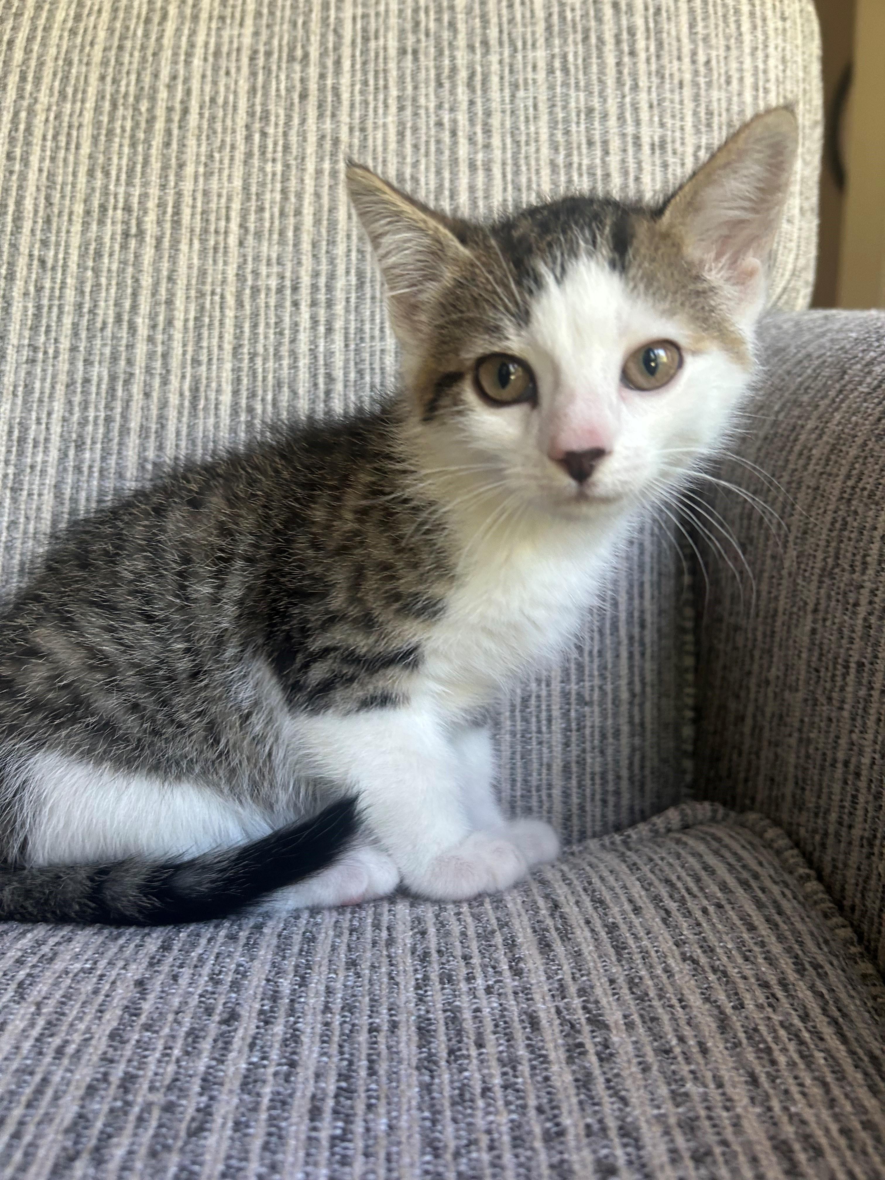 Gillette, a ADOPTABLE Domestic Short Hair in Westfield, NJ image 3/3
