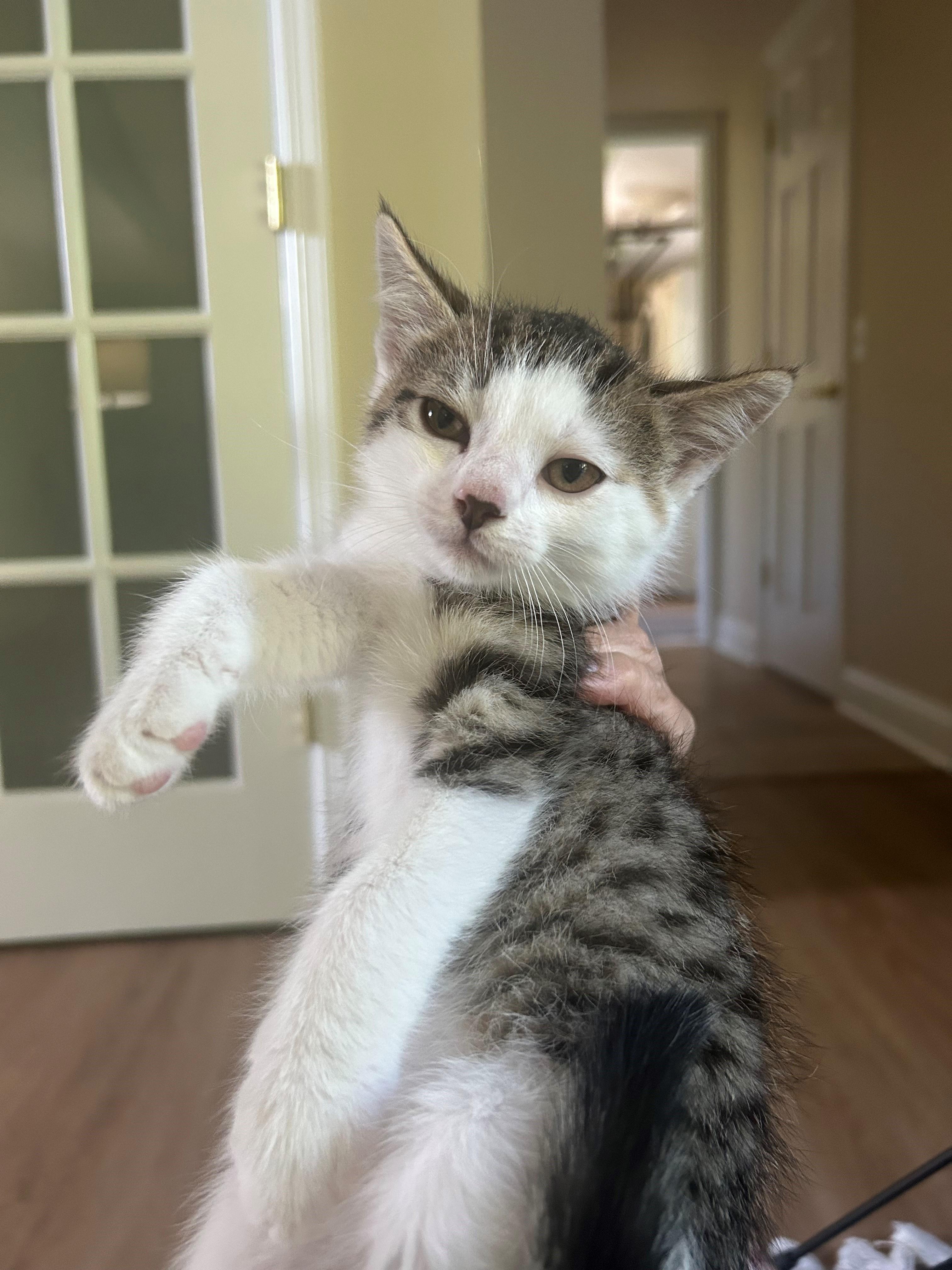 Gillette, a ADOPTABLE Domestic Short Hair in Westfield, NJ image 2/3