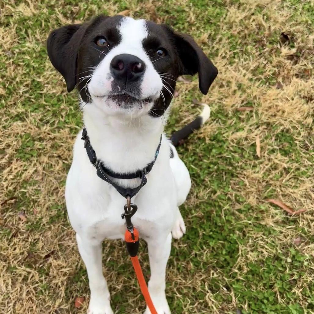 Spruce, a Adoptable mixed breed in Colorado Springs, CO image 1/6