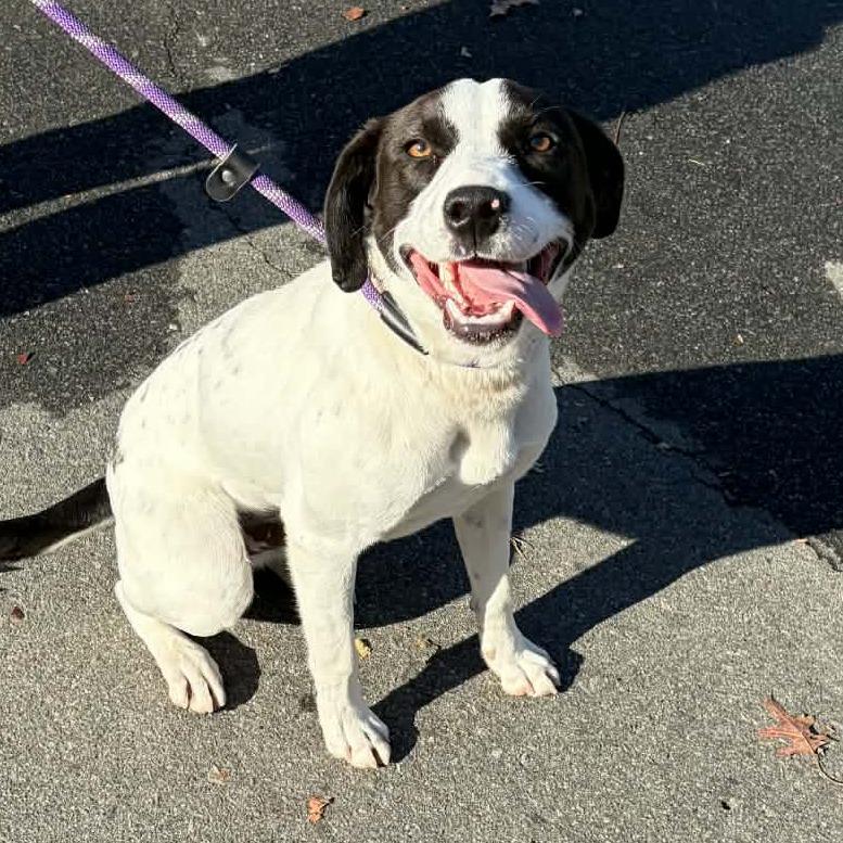 Spruce, a Adoptable mixed breed in Colorado Springs, CO image 2/6