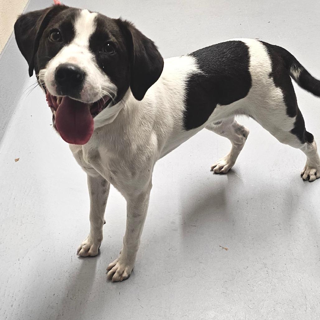 Spruce, a Adoptable mixed breed in Colorado Springs, CO image 3/6