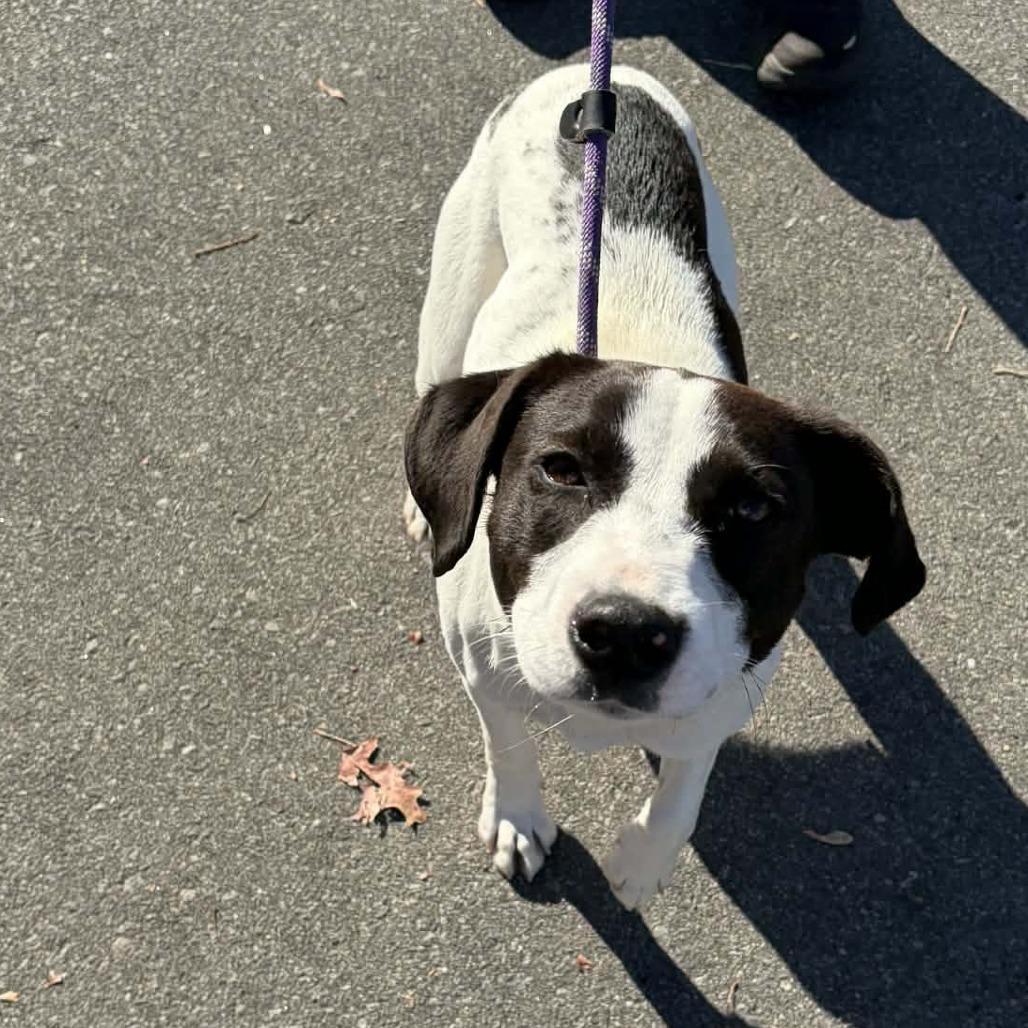 Spruce, a Adoptable mixed breed in Colorado Springs, CO image 4/6